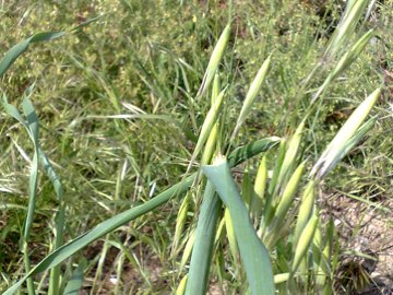 Avena selvatica?